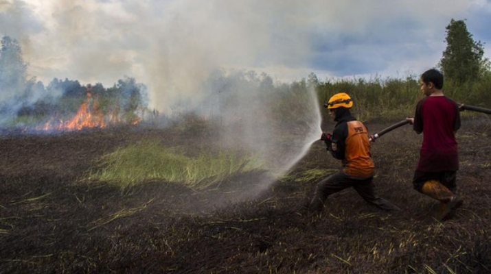 Pentingnya Peran Pemerintah dalam Menangani Karhutla